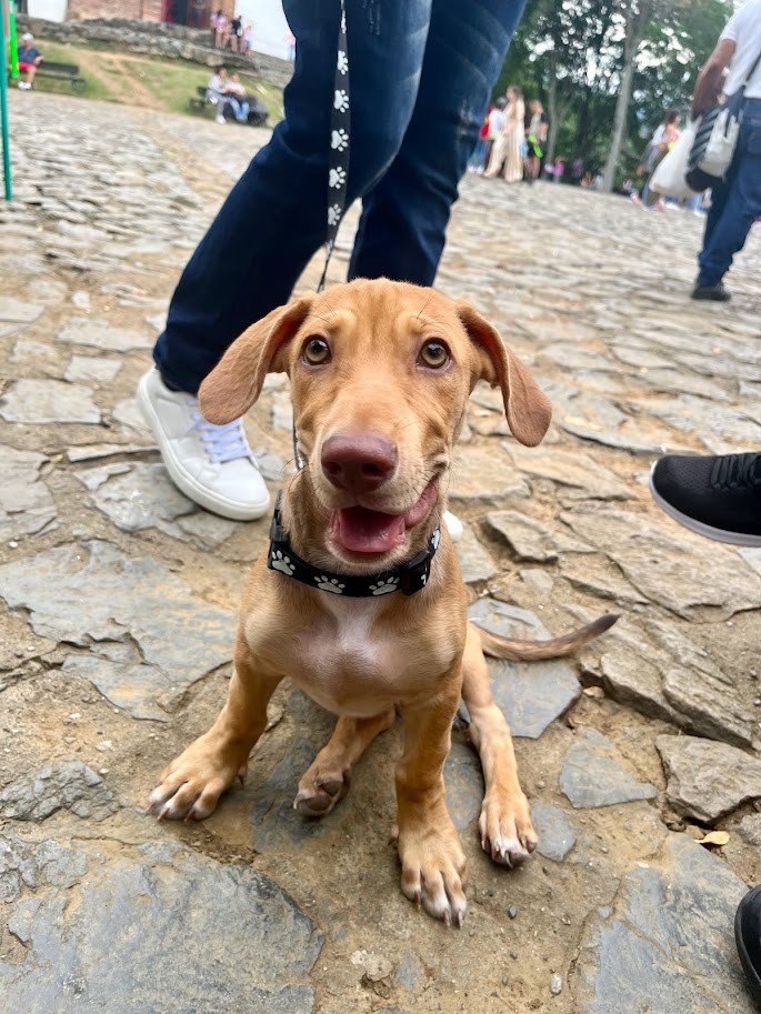 Perro en guardería